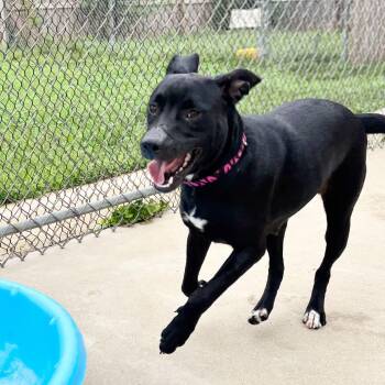 Margarita -  Labrador Retriever Dog for Adoption in Martinsville, Indiana - Margarita | PetCurious