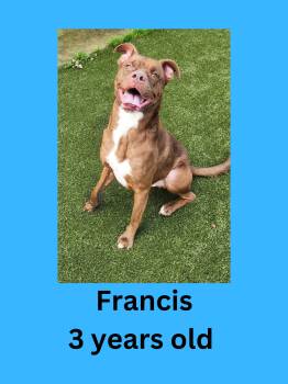 Francis -  Chocolate Labrador Retriever Dog for Adoption in Ravenna, Ohio - Francis | PetCurious