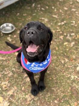 Wiggles -  Cane Corso Dog for Adoption in Elk Grove, California - Wiggles | PetCurious