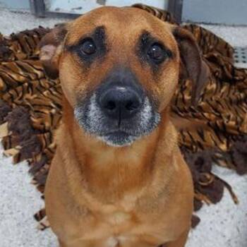 Ruby -  Shepherd and Mixed Breed Dog for Adoption in Lake Havasu City, Arizona - Ruby | PetCurious
