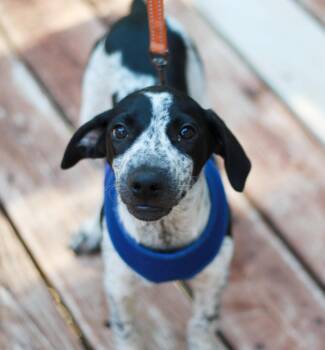 Robbie -  Labrador Retriever and Hound Dog for Adoption in Skyline, Minnesota - Robbie | PetCurious