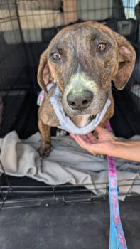 Molly -  Dachshund Dog for Adoption in Albuquerque, New Mexico - Molly | PetCurious