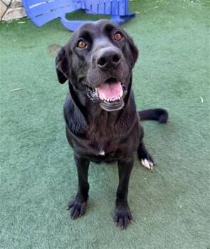 Rescue Labrador Retriever and Mixed Breed Dogs for Adoption in Sacramento, California - ZELDA | PetCurious