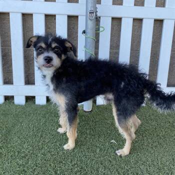 Rescue Border Terrier and Mixed Breed Dogs for Adoption in Modesto, California - A603581 | PetCurious