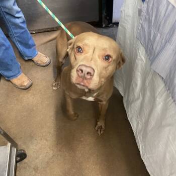 Rescue Mixed Breed Dogs for Adoption in Lake Jackson, Texas - Ringo | PetCurious