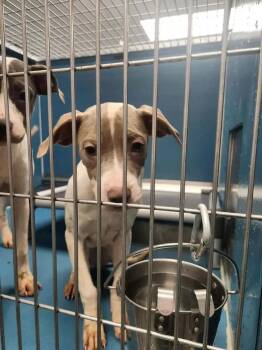Missy -  Mixed Breed Dog for Adoption in Wyoming, Michigan - Missy | PetCurious