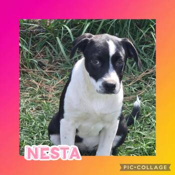 Nesta -  Catahoula Leopard Dog and Pit Bull Terrier Dog for Adoption in Ringwood, New Jersey - Nesta | PetCurious