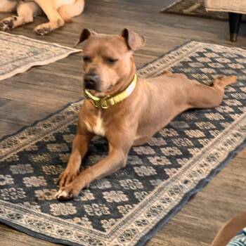 Cody -  American Staffordshire Terrier and Mixed Breed Dog for Adoption in Choctaw, Oklahoma - Cody | PetCurious
