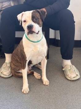 Mixed Breed Dogs Available for Adoption in West Chester, Pennsylvania - Deja | PetCurious