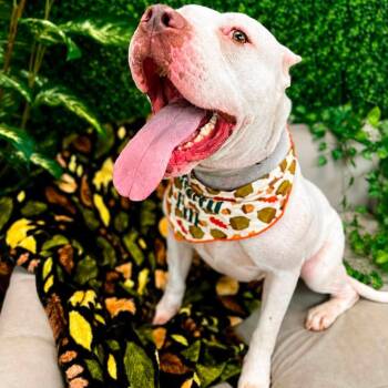 Angus -  Pit Bull Terrier Dog for Adoption in East St. Louis, Illinois - Angus | PetCurious