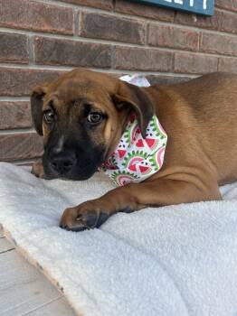 Rescue Shepherd and Hound Dogs for Adoption in Morristown, Tennessee - Indigo | PetCurious