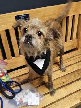 Scrappy -  Yorkshire Terrier and Chihuahua Dog for Adoption in Mansfield, Ohio - Scrappy | PetCurious