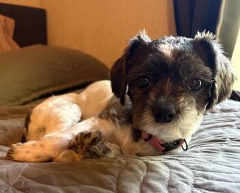 Shih Tzu and Miniature Schnauzer Dogs Available for Adoption in Choctaw, Oklahoma - Polly | PetCurious