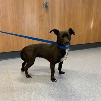 CAMILLA -  Chihuahua and Mixed Breed Dog for Adoption in San Jose, California - CAMILLA | PetCurious