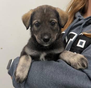 Bram -  Husky Dog for Adoption in Yellowknife, Northwest Territories - Bram | PetCurious