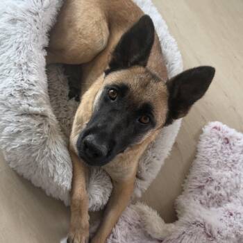 Mello -  German Shepherd Dog and Belgian Shepherd Malinois Dog for Adoption in Oriskany, New York - Mello | PetCurious