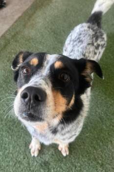 Stormy -  Cattle Dog Dog for Adoption in Midland, Texas - Stormy | PetCurious