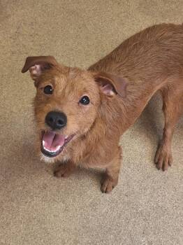 Poodle Dogs Available for Adoption in Grand Forks, North Dakota - Taylor | PetCurious