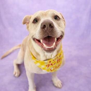 Daisy the Happy Family Lab -  Labrador Retriever and Mixed Breed Dog for Adoption in Friendswood, Texas - Daisy The Happy Family Lab | PetCurious