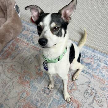Too Short -  Mixed Breed Dog Available for Adoption in San Francisco, California - Too Short | PetCurious