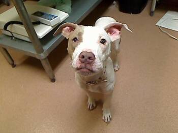 PIBBLE -  Pit Bull Terrier Dog for Adoption in Cookeville, Tennessee - PIBBLE | PetCurious
