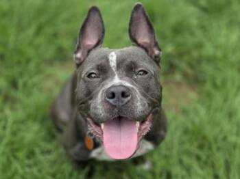 Ripley -  Pit Bull Terrier and Mixed Breed Dog for Adoption in Golden Valley, Minnesota - Ripley | PetCurious