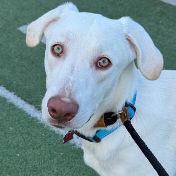 Trevor -  Labrador Retriever Dog for Adoption in San Diego, California - Trevor | PetCurious