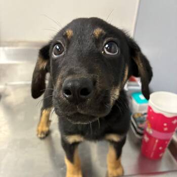 Monty -  Shepherd Dog for Adoption in Birmingham, Alabama - Monty | PetCurious