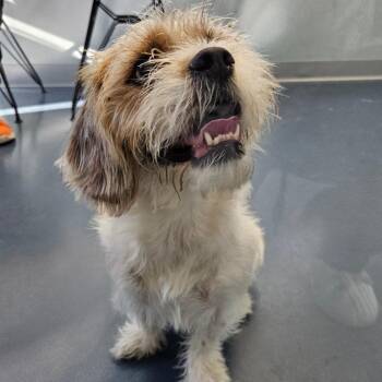 Cindy Lou -  Mixed Breed Dog for Adoption in Greensboro, North Carolina - Cindy Lou | PetCurious
