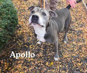 Rescue Pit Bull Terrier Dogs for Adoption in Marion, Indiana - Apollo | PetCurious