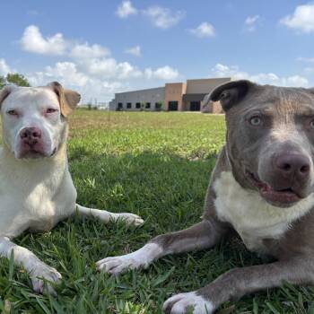 American Staffordshire Terrier Dogs Available for Adoption in Spring, Texas - Adonis & Aurora (bonded) | PetCurious