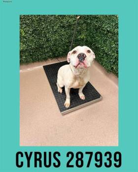 Boxer and Mixed Breed Dogs Available for Adoption - CYRUS | PetCurious