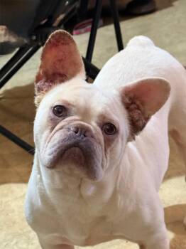 French Bulldog Dogs Available for Adoption - Noelle | PetCurious