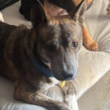 Sarge -  Akita Dog Available for Adoption in Phoenix, Arizona - Sarge | PetCurious