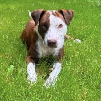 Everest -  Pointer and Pit Bull Terrier Dog for Adoption in Brockport, New York - Everest | PetCurious
