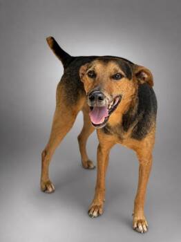 Mr. Meatloaf -  Feist and Mountain Cur Dog for Adoption in Bowling Green, Kentucky - Mr. Meatloaf | PetCurious