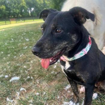 Rescue Labrador Retriever Dogs for Adoption in Fairfax, Virginia - Roseanna | PetCurious