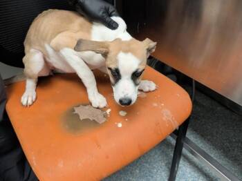 SHADOW -  Siberian Husky and Mixed Breed Dog for Adoption in Rowlett, Texas - SHADOW | PetCurious
