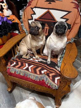 Rescue Pug Dogs for Adoption - Nancy Of Sid & Nancy | PetCurious