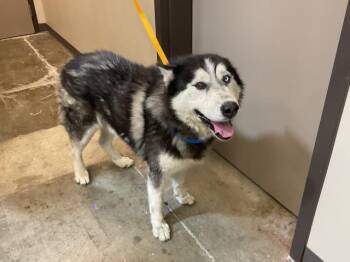 Rescue Siberian Husky Dogs for Adoption in Ontario, California - TITAN | PetCurious