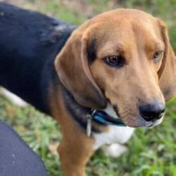 Harley -  Beagle Dog for Adoption in West Palm Beach, Florida - Harley | PetCurious