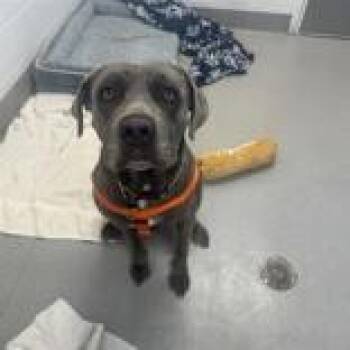 Gabby -  Cane Corso Dog for Adoption in Hilliard, Ohio - Gabby | PetCurious