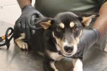 NORA -  Mixed Breed Dog for Adoption in Columbia, South Carolina - NORA | PetCurious