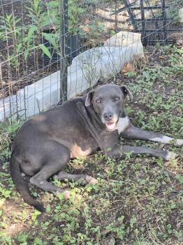 VALKYRIE -  American Staffordshire Terrier Dog for Adoption in San Antonio, Texas - VALKYRIE | PetCurious