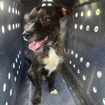 Mixed Breed and Pit Bull Terrier Dogs Available for Adoption in Galveston, Texas - Julius | PetCurious