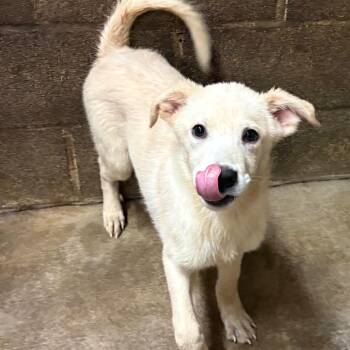 Halo P45850 -  Great Pyrenees and Labrador Retriever Dog for Adoption in Corsicana, Texas - Halo P45850 | PetCurious