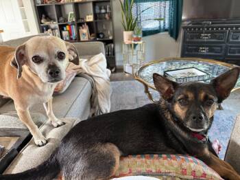 Pebbles -  Chihuahua Dog for Adoption in Millcreek, Utah - Pebbles | PetCurious