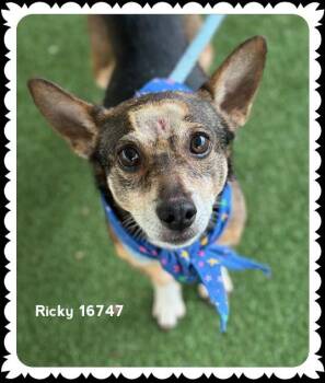 Terrier Dogs Available for Adoption - RICKY | PetCurious