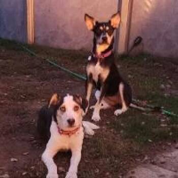 Maise -  Husky Dog for Adoption in Monticello, New York - Maise | PetCurious