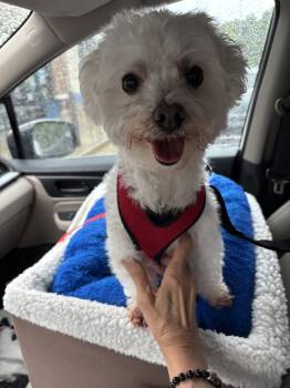 Kamryn -  Maltese Dog for Adoption in Milton, Georgia - Kamryn | PetCurious